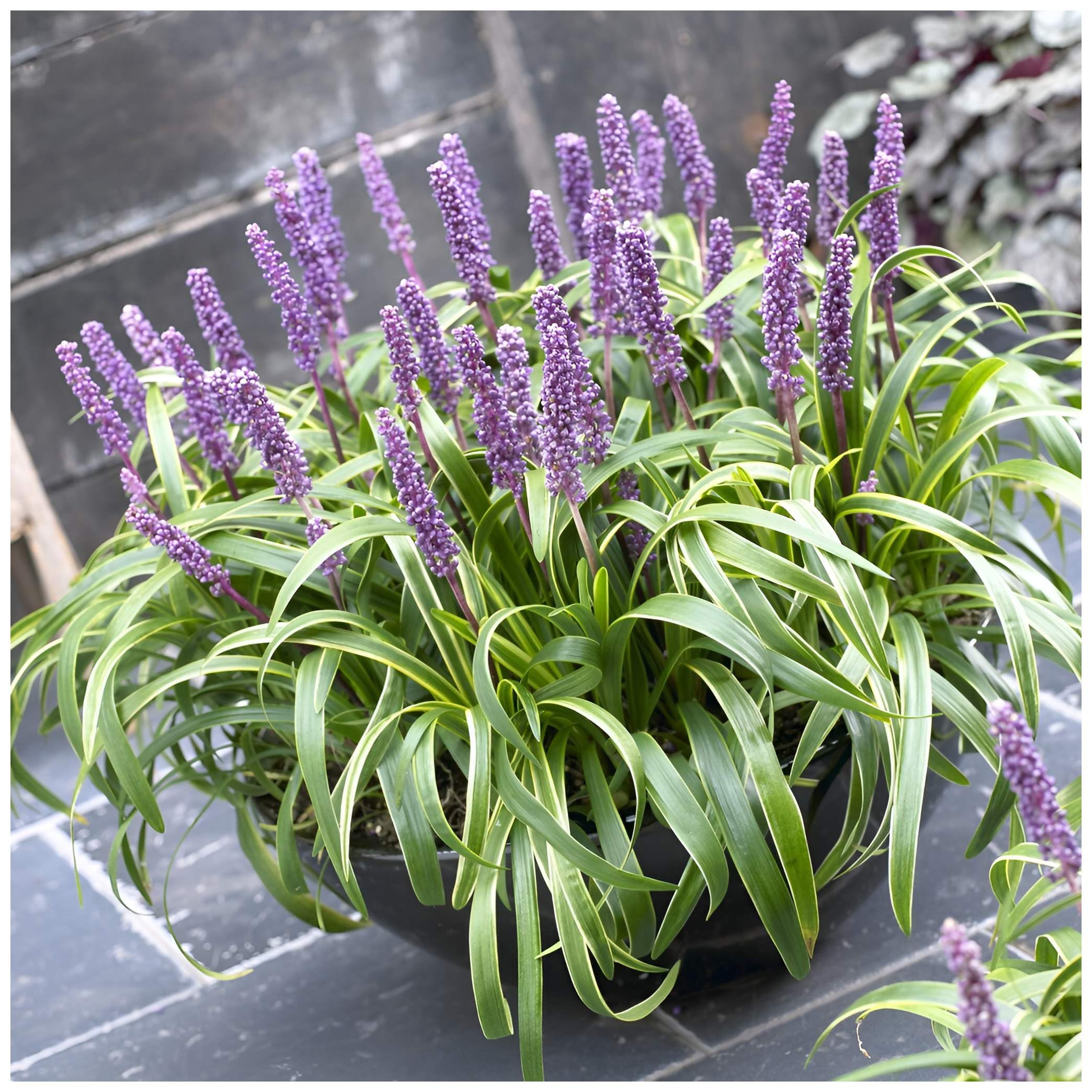 Stauden Gänge 3 x Liriope muscari ‚Gold Banded' im 1 Liter Topf (Ziergras/Staude/Winterhart/Mehrjährig/Stauden/Immergrün) Bunte Lilientraube - Goldene Akzente für stilvolle Beete