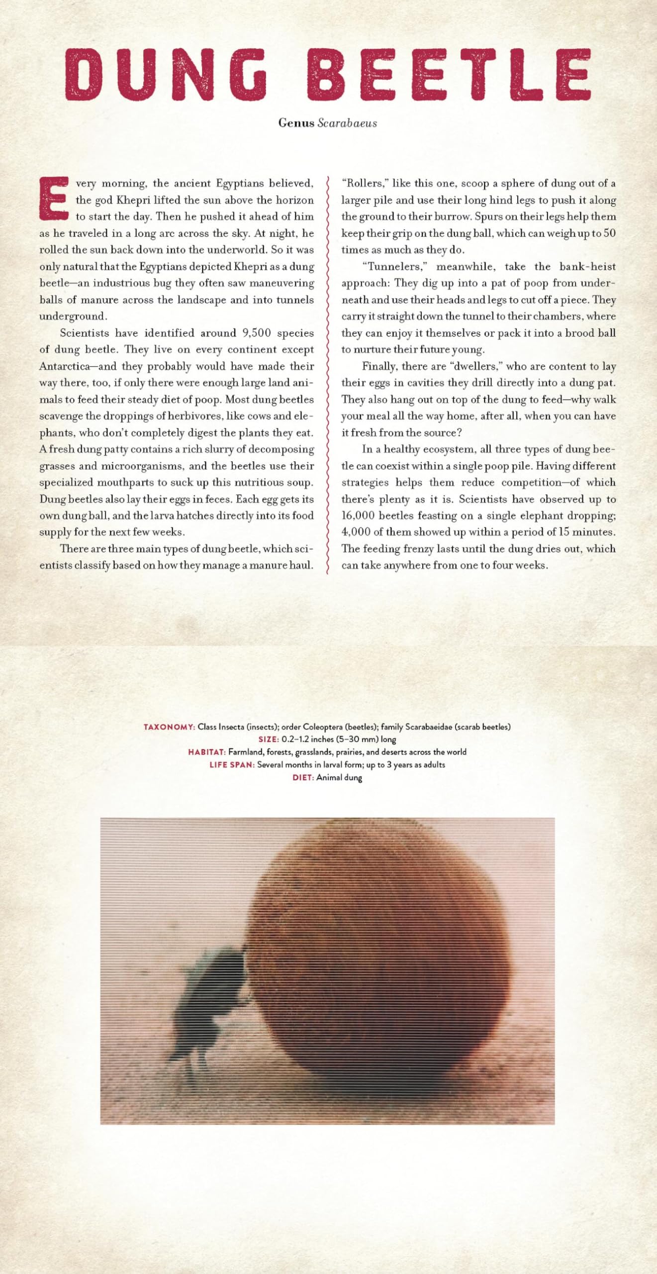 Bugs: A Photicular Book