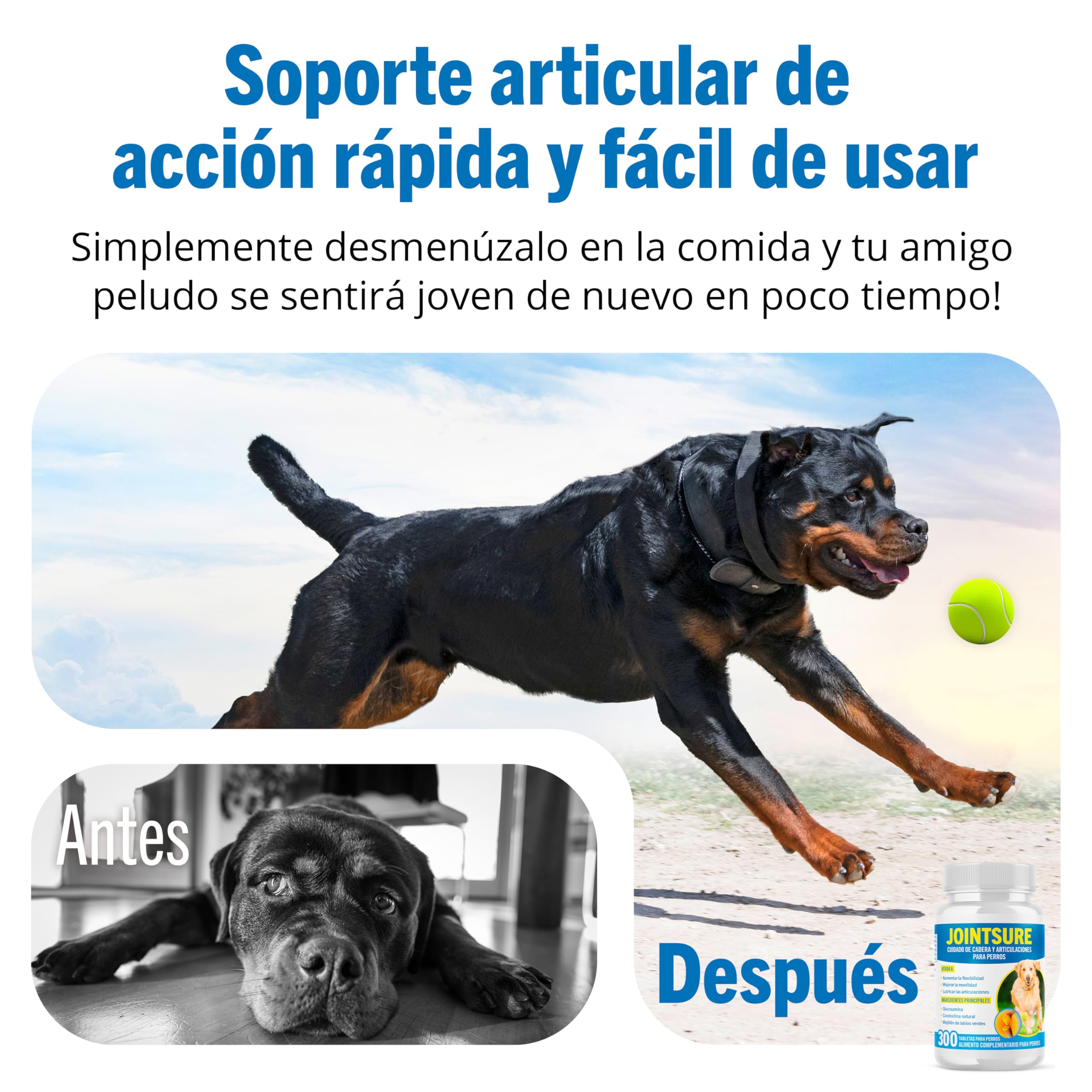 JOINTSURE condroprotector Perros I con Gran concentración de mejillon Labios Verdes, glucosamina y condroitina Natural I suplemento antiinflamatorio para articulaciones I 300 Comprimidos