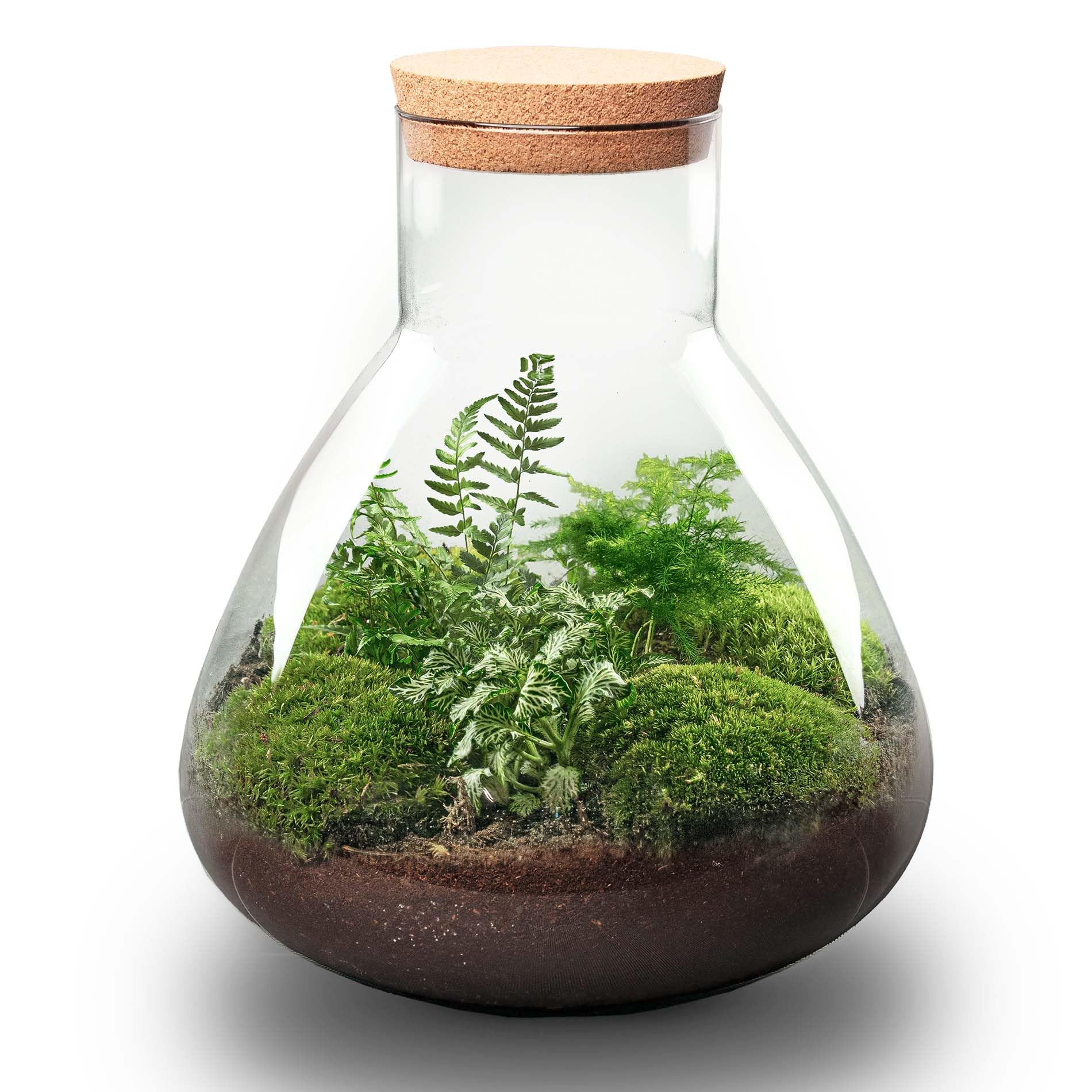 urbanjngl. com - Terrarium DIY Kit - Sam XL - Bottle Garden - 35 cm + RS Amazon No - zestaw "zrób to sam" - roślina w słoiku - kompletny zestaw do terrarium nr
