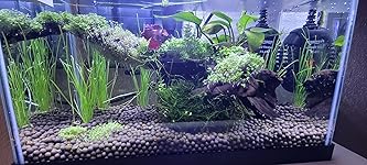 Review Image by Ashley Ashley