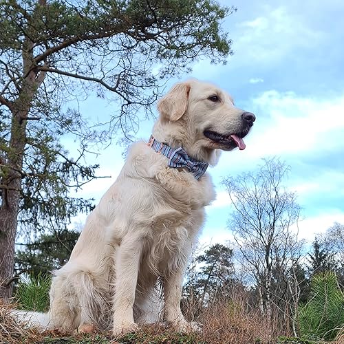 Miniatura 44 de PETDURO Collar de perro personalizado con nombre y teléfono grabado en hebilla de metal – Personalizado para perros medianos y grandes – Impresiones