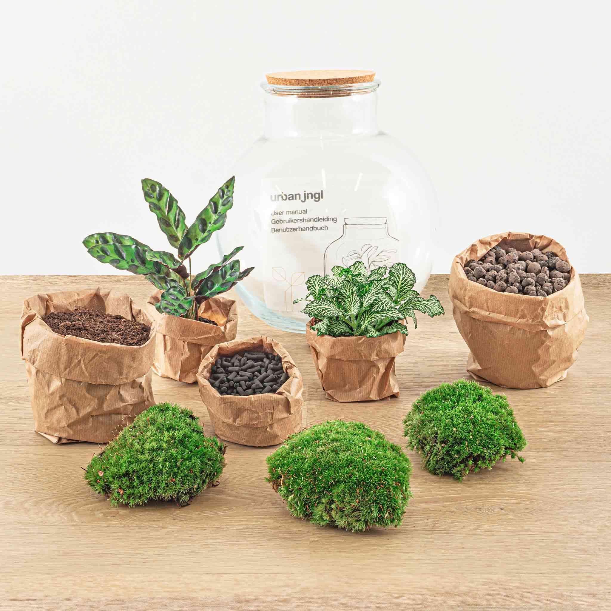 Terrarium do roślin • Teddy • roślina ekosystemowa • ↑ 26,5 cm – DIY – kompletny zestaw terrarium, terrarium, miejski, terrarium + grabienie + łopatka + pęseta + nożyczki