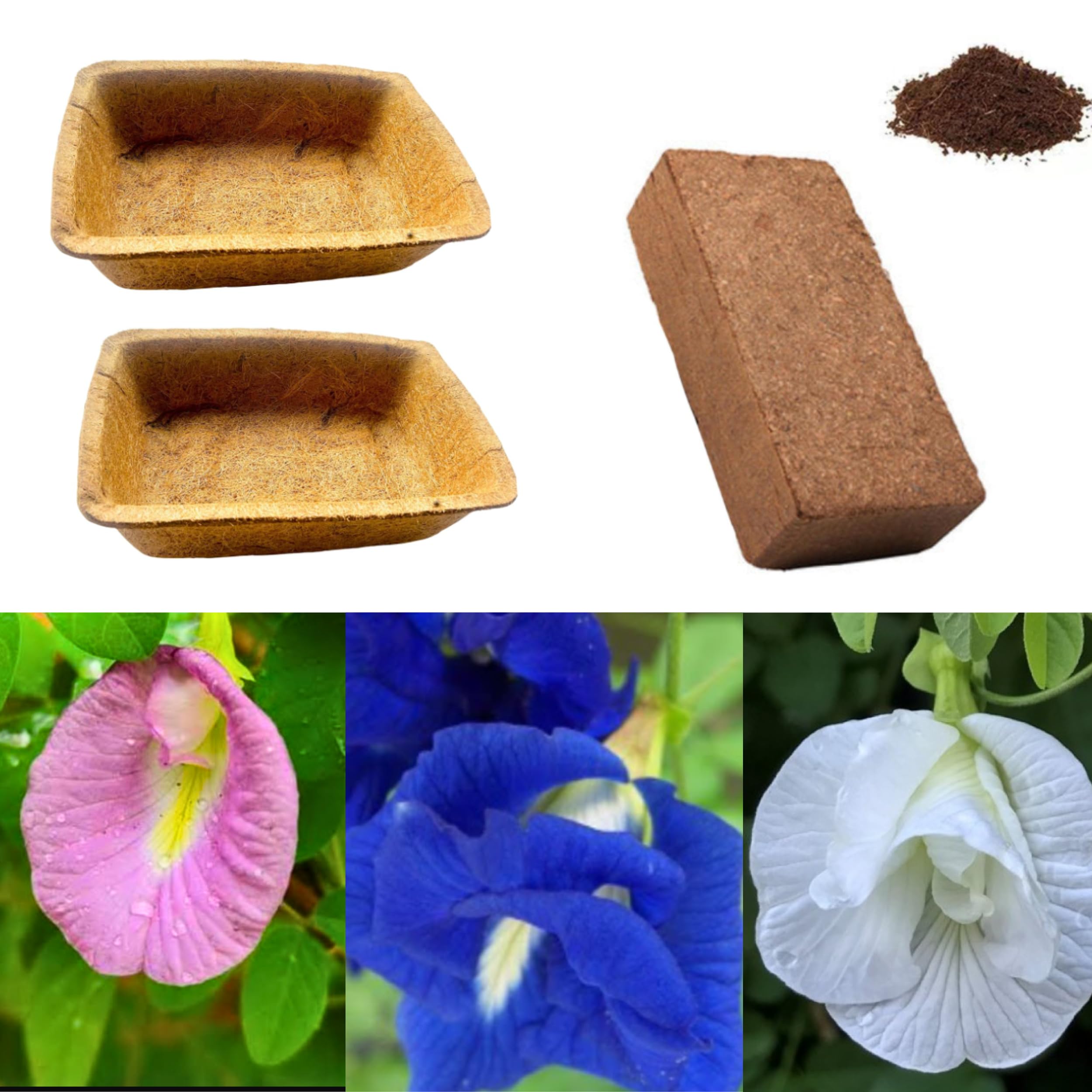 Healthy Harvest Aparajita Seeds Mixed Color Pack Blue, Pink, White Double & Single Petals Aprajita Shankhpushpi Hybrid Butterfly Pea Seeds Medicinal Flower Plant Creeper Seeds For Home Gardening (B094ZSLW23) Amazon Price History, Amazon Price Tracker