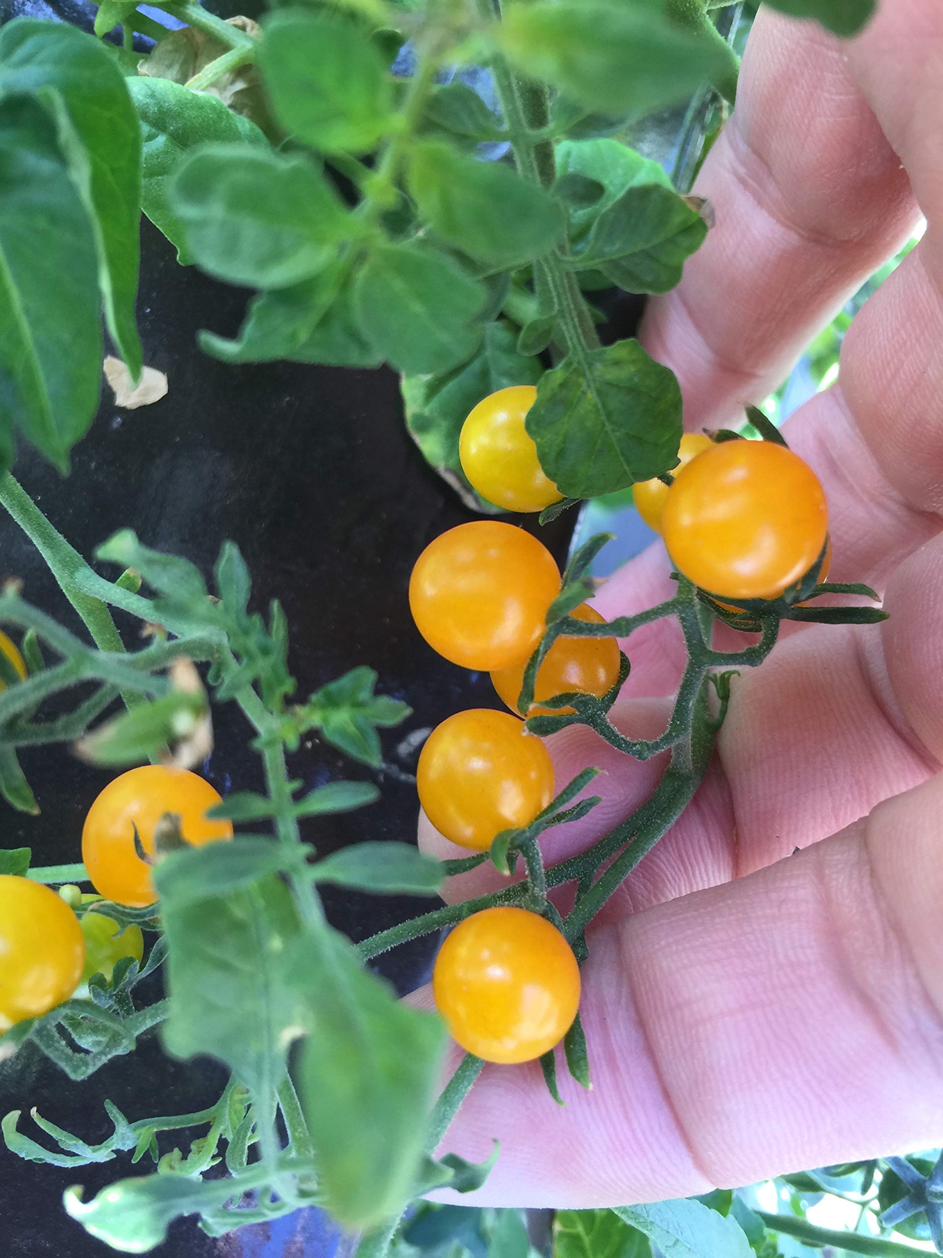 Amazon.co.jp: 植物種子 最小の黄色マイクロトマト 種 6粒 : DIY・工具