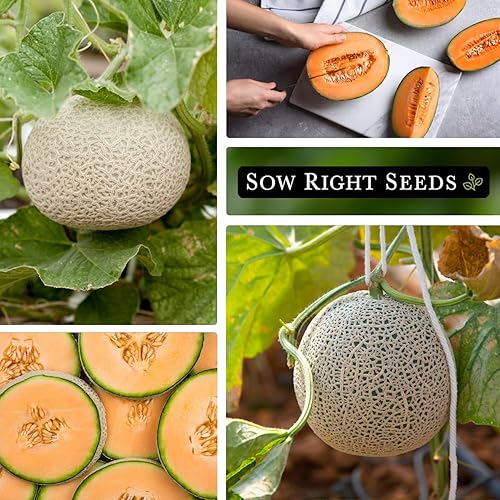 Miniatura 4 de Sow Right Seeds - Las mejores semillas de melón de Hale para plantar - Paquete de reliquia sin OMG con instrucciones para plantar un huerto casero -