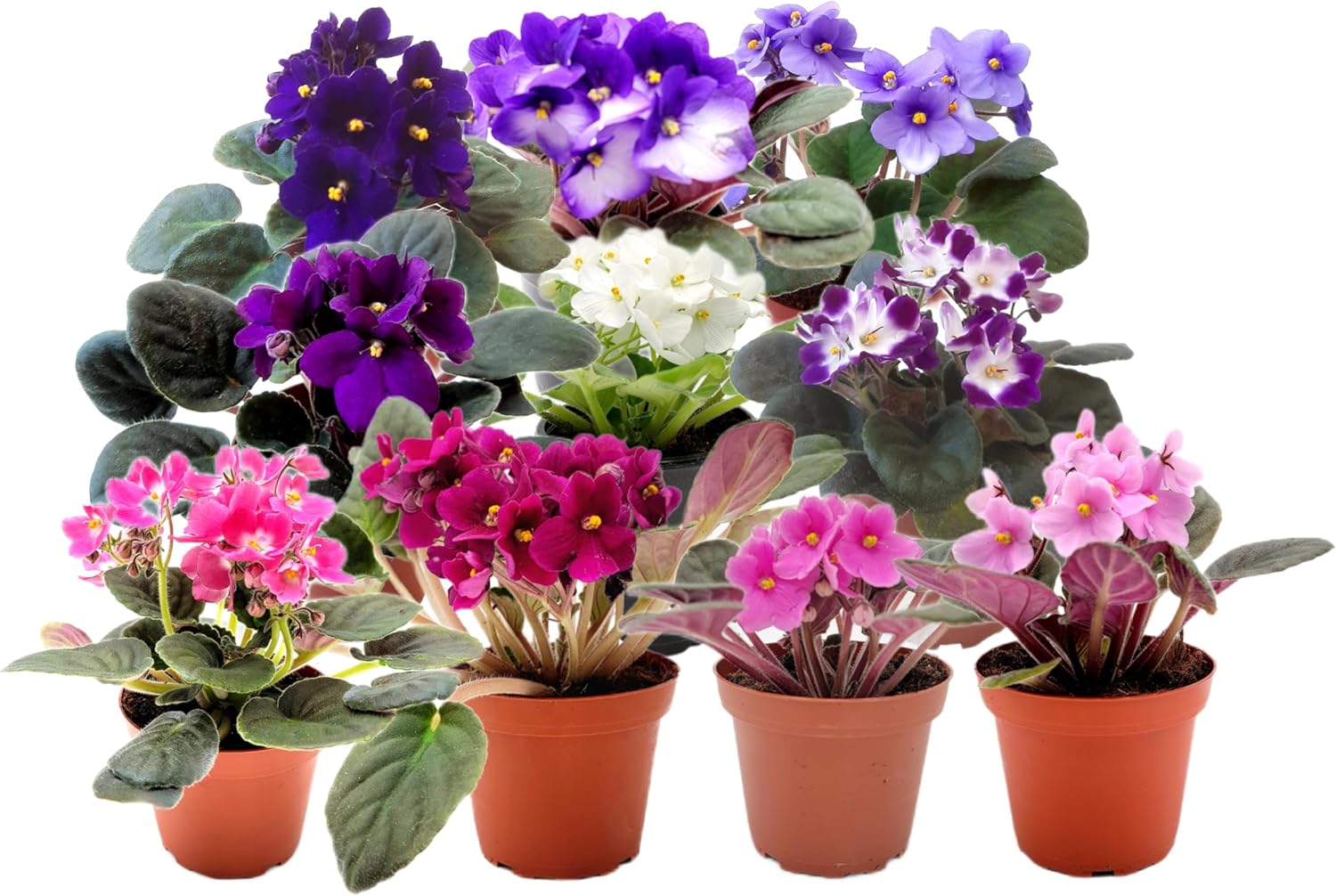 10-Pack of 4” Pots African Violets, Saintpaulia ionantha, from 12 Available Colors, Colors May Vary but All Different, African Violet Live Plant, African Violet Plants, Plant Gifts, Holiday Gifts