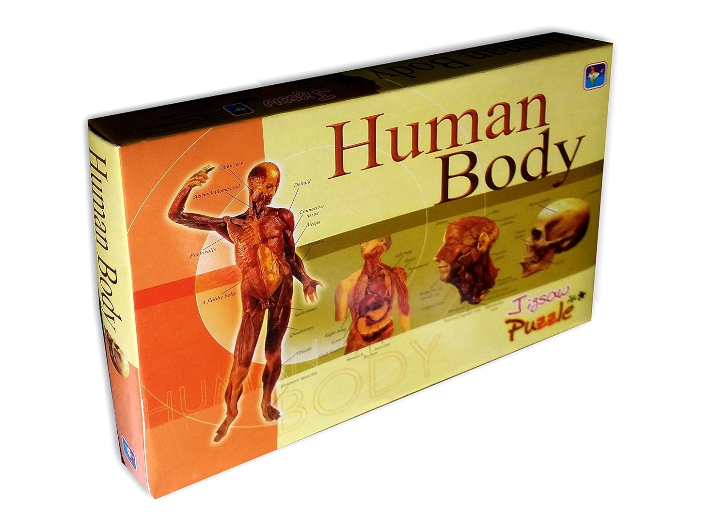 Buy Art Bundle Puzzles for Kids Human Body Puzzle Learn Parts of