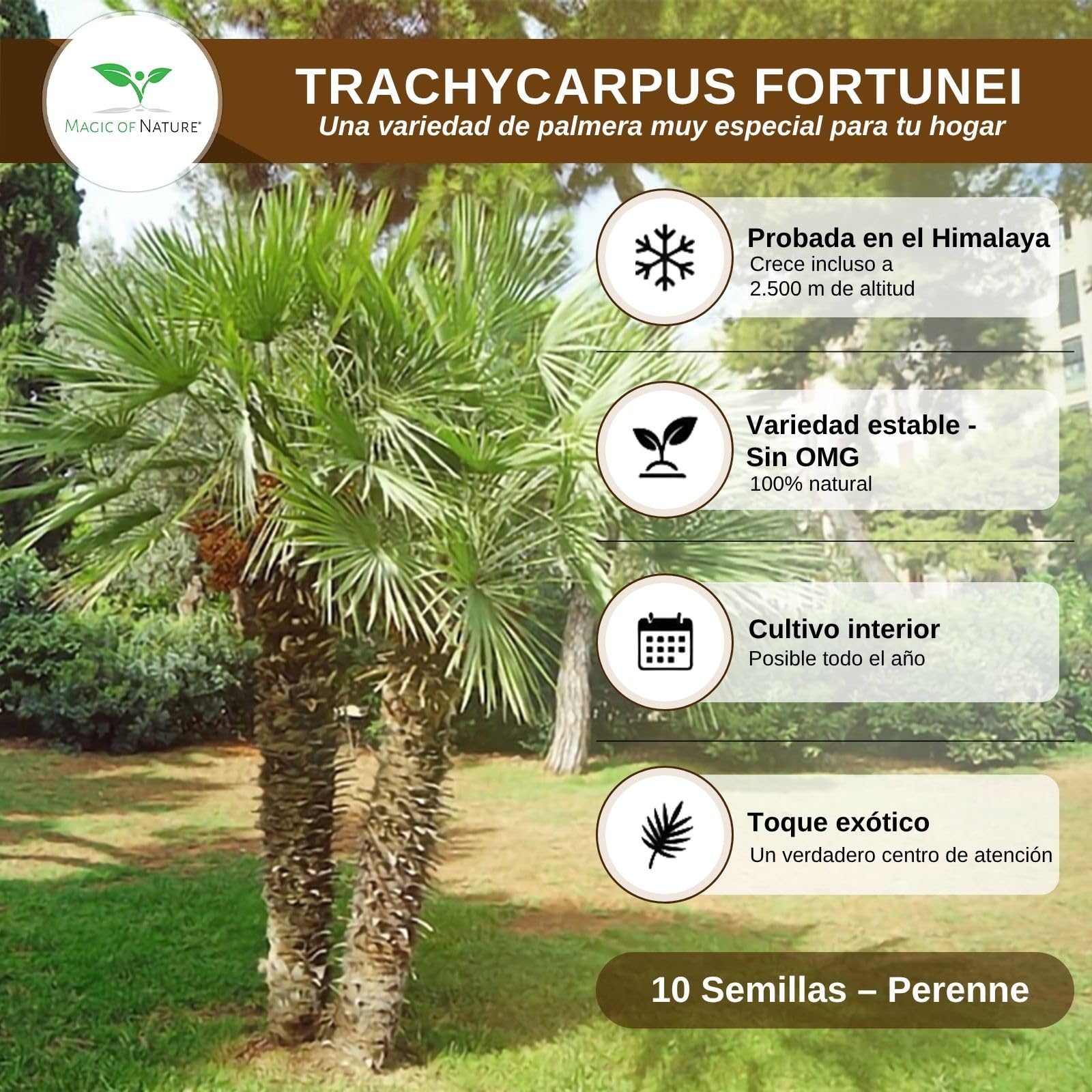 Magic of Nature Palmera de la Fortuna 10 Semillas - Trachycarpus fortunei - Palmito Elevado hasta -17°C - Semillas de Palma para Jardín