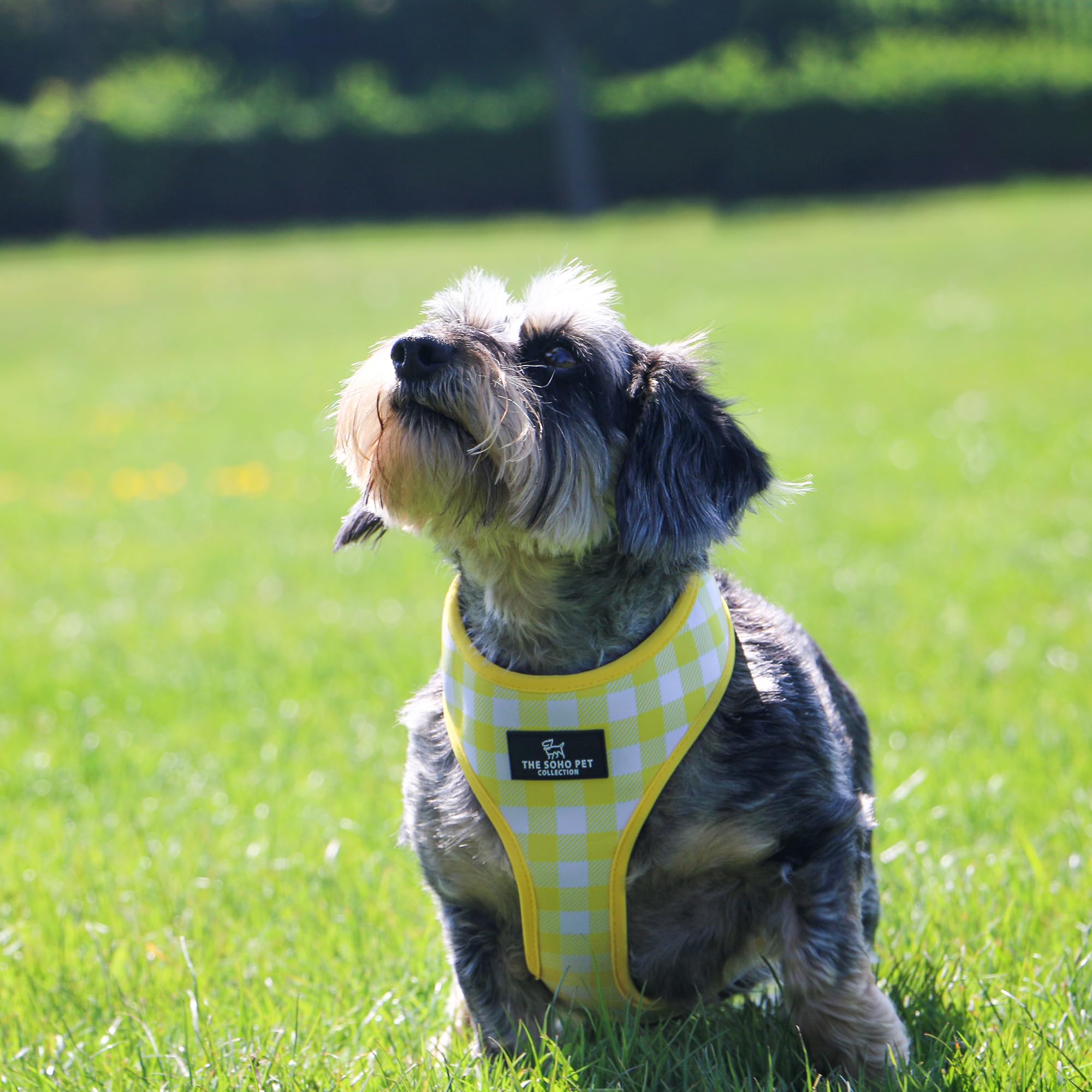 Ancol Sunflower Reversible Dog Harness in Yellow Check, Comfortable Weatherproof Pet Accessory - Image 3