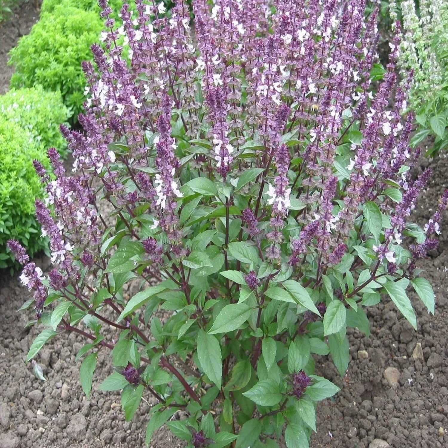 Cinnamon Basil Herb Seeds Vigorous Attractive Half Hardy Annual Plant with Warm Spicy Aroma with Hint of Cloves (10g Packet)