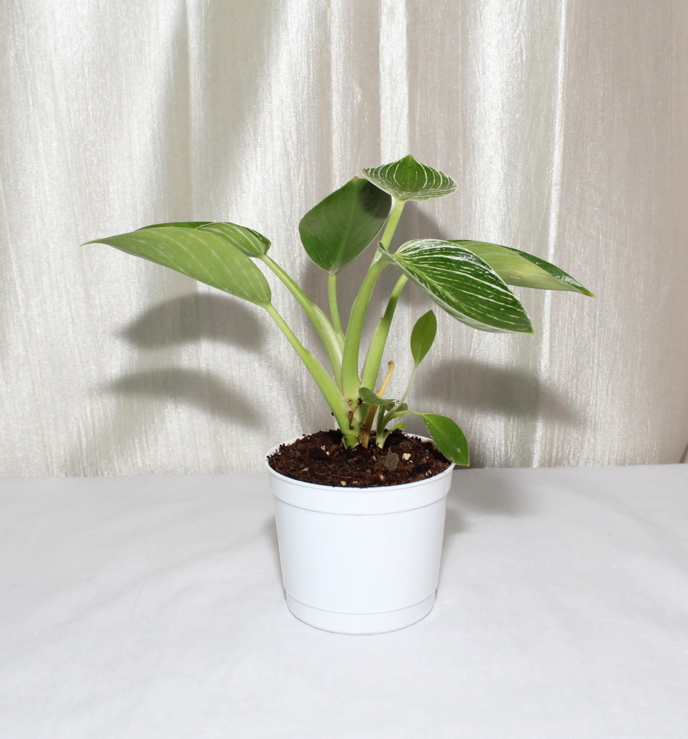 Hhitanshi Plants Philodendron Birkin Natural Live Plant with 3 inch White Nursery Pot (B0CMY1RKHM) Amazon Price History, Amazon Price Tracker