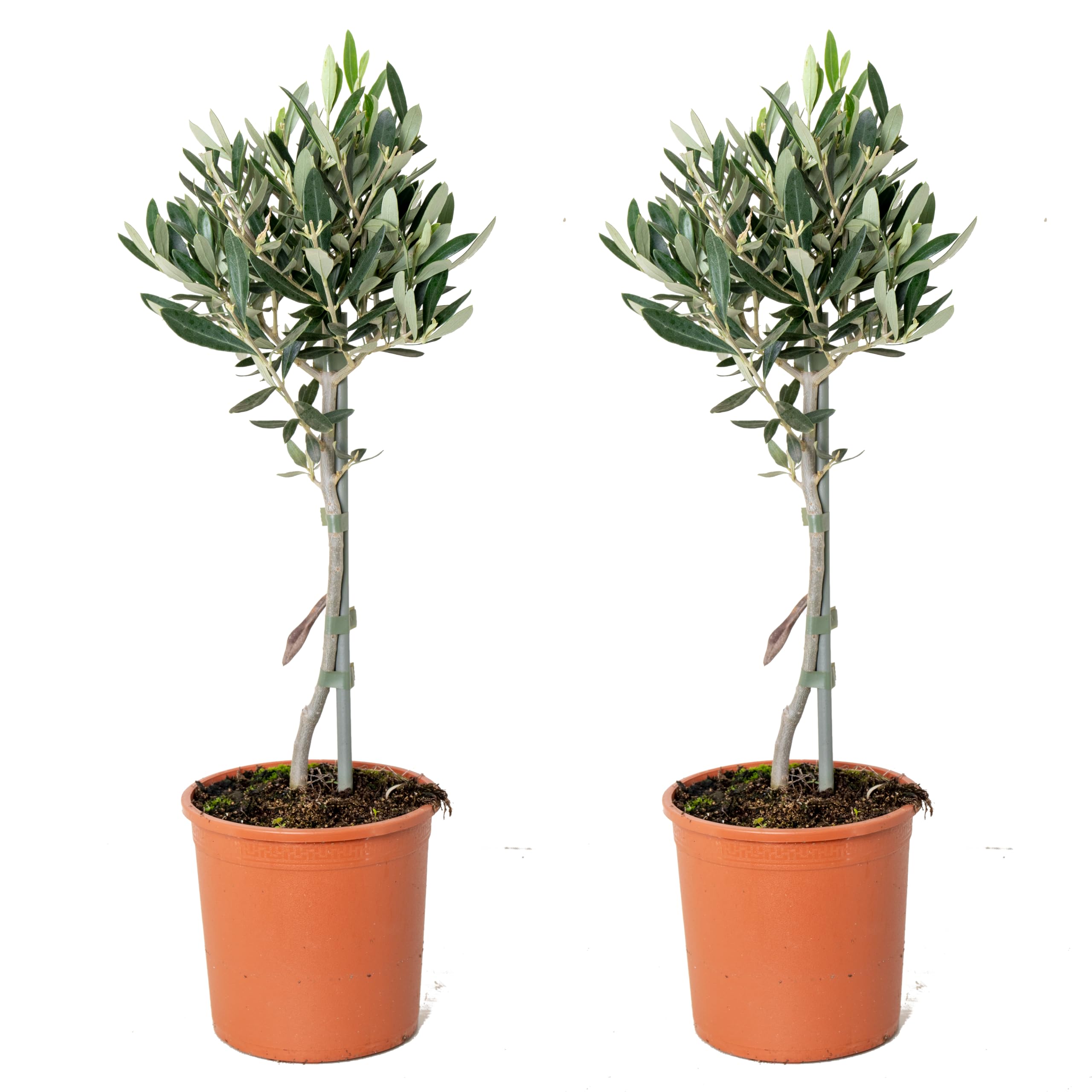 Bloomique - Lot de 2 - Olea Europaea - Olivier sur tige - Plantes de jardin - Résistant au gel - Hauteur 30-​40 cm - Pot 14 cm