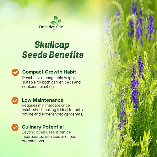 Miniatura 3 de Outsidepride Planta de jardín de hierbas medicinales con tapa de calavera china o baical - 200 semillas