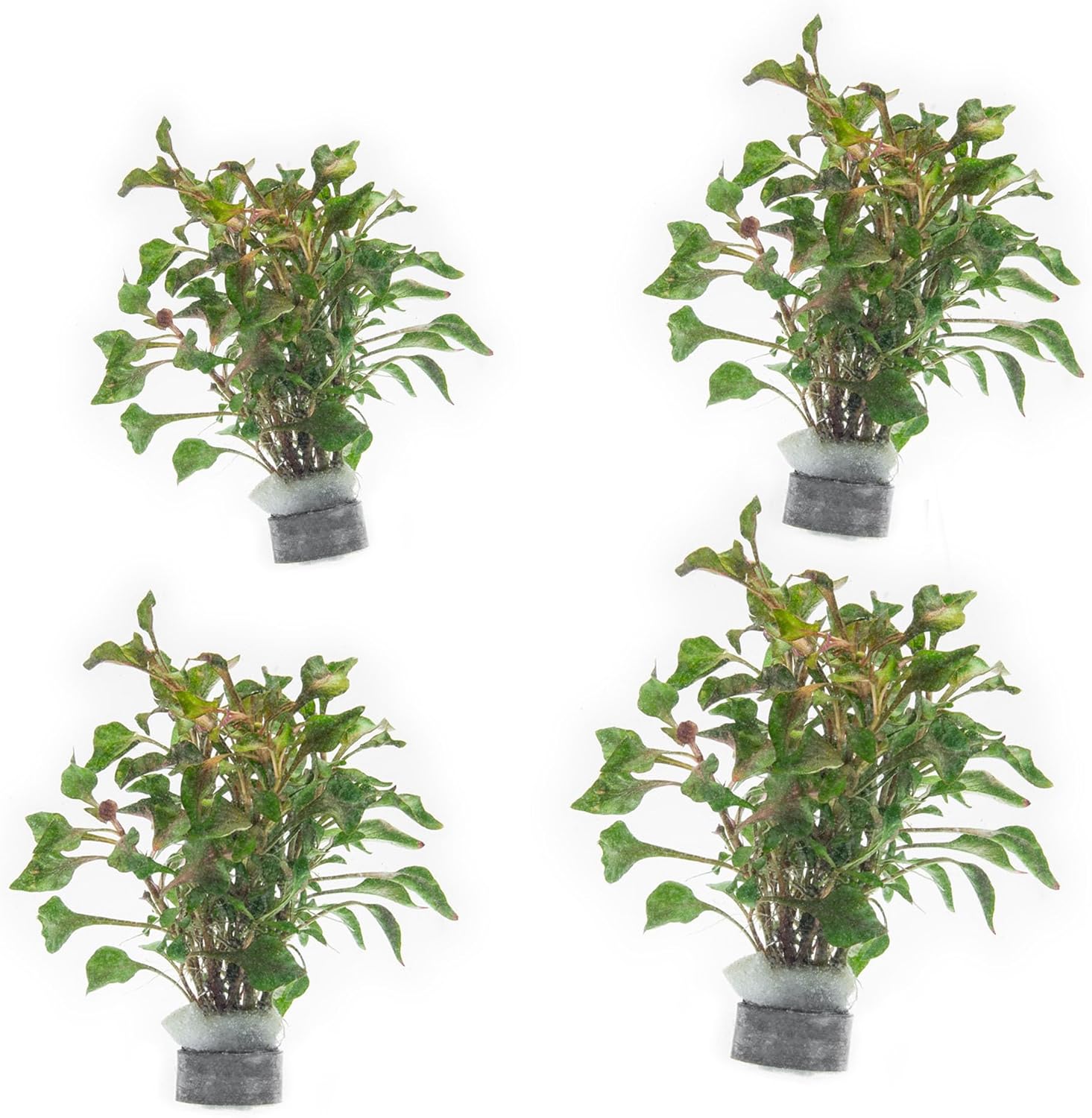 SubstrateSource Alternanthera Bettzickiana - Decorative Live Aquatic Plant for Terrariums and Paludariums - (4 Bunches)