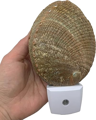 Miniatura 3 de PEPPERLONELY Conchas de mar de abulón verde natural, luz nocturna náutica natural conchas de mar decoración del hogar, sensor automático LED luz