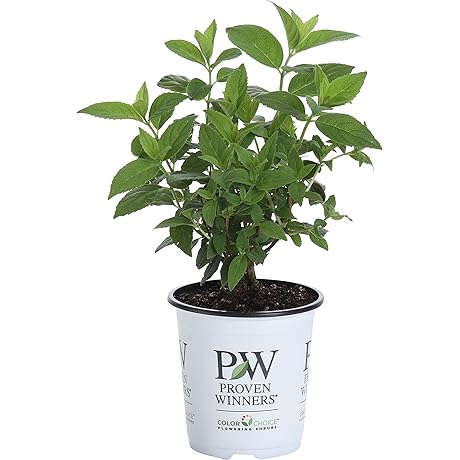 Fire Light Hardy Annabelle Hydrangea Live Shrub