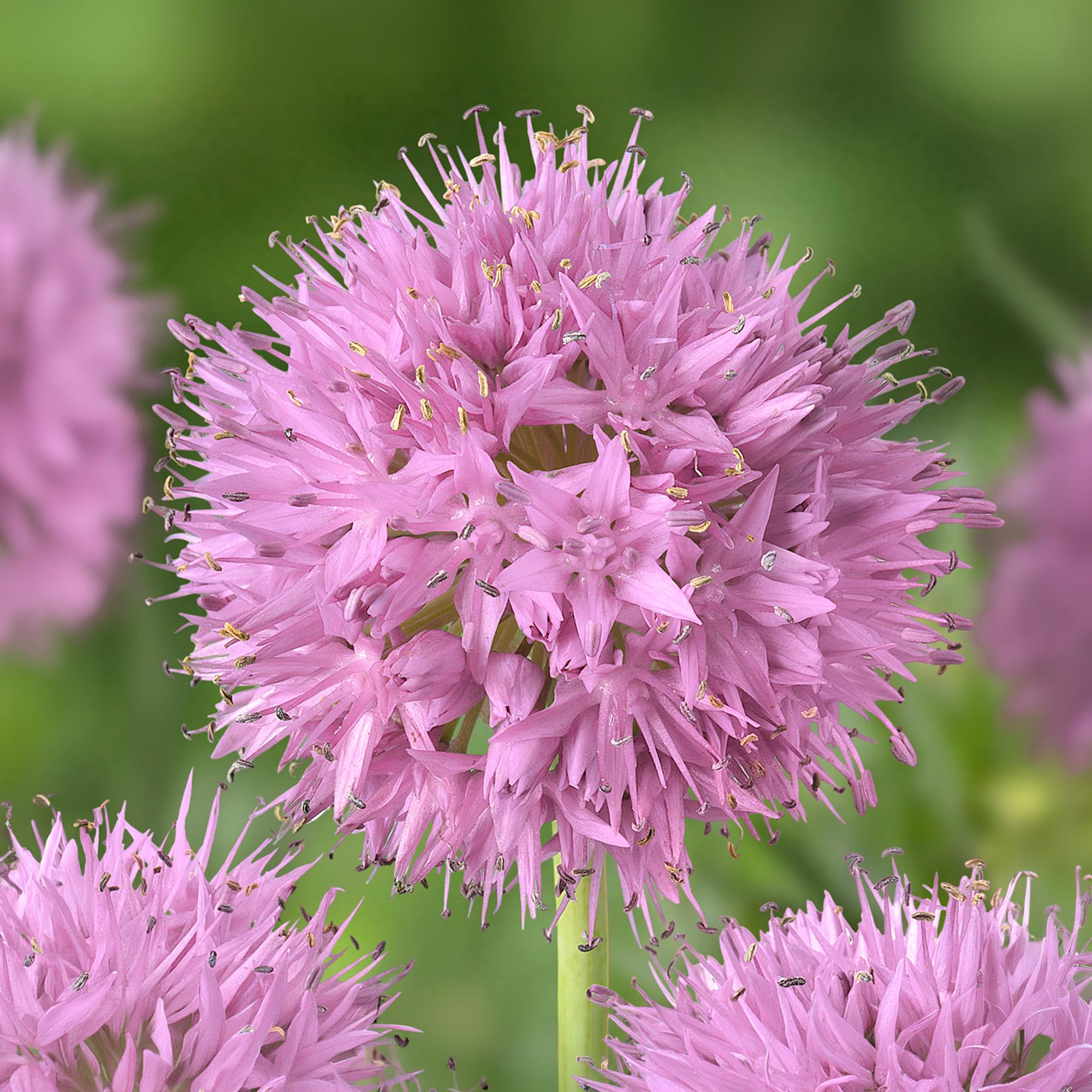 Allium Rosy Dream - Ornamental Onion Spring Flowering Bulbs (10 Pack)