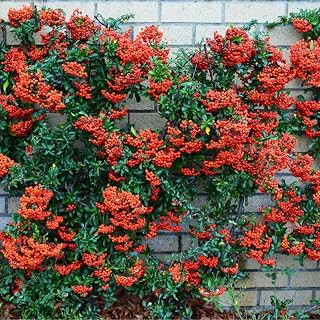 Red Firethorn Hedging Plants 20-40cm Pyracantha Red Column Evergreen Hedge Pots (5 Plants)