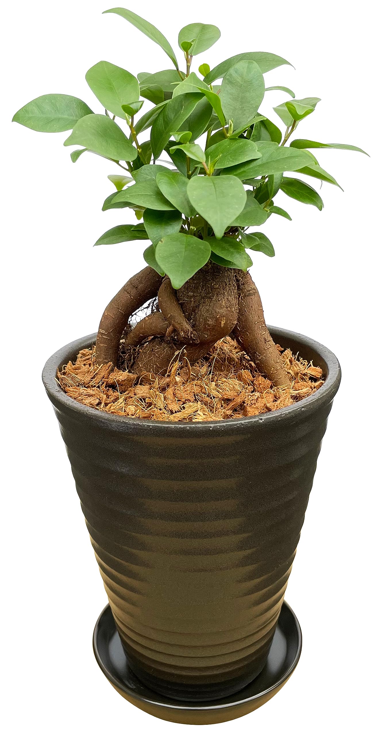 かじゅまる Amazon｜花のギフト社 ガジュマル ガジュマルの木 観葉植物 本物 ミニ