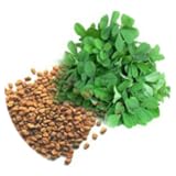 Benefits of Fenugreek Seeds and Leaves