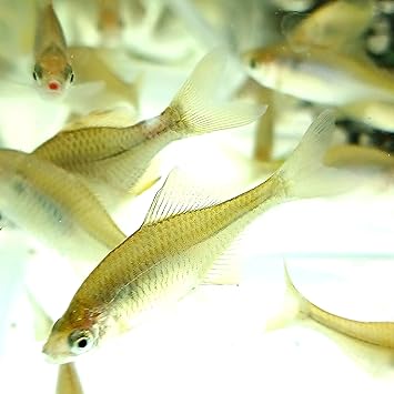 Amazon 川魚 タイリクバラタナゴ サイズ2ｃｍ前後 淡水魚 こだわりの生体をお届けします 名生園 こだわりの生体をお届けします 名生園 観賞魚 水中生物 通販