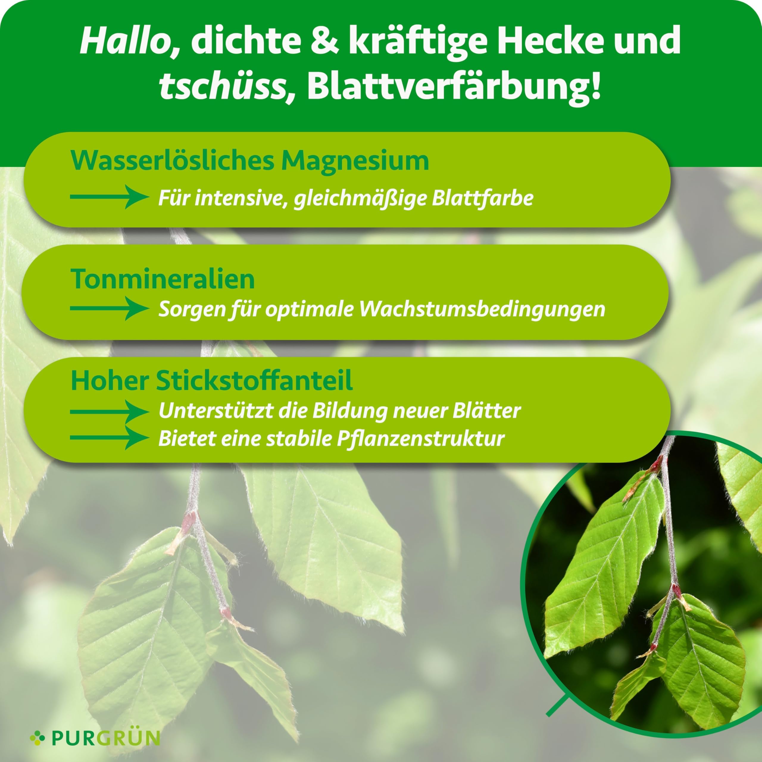 Buchenhecke-Dünger 1 kg – Organisch-mineralische Rezeptur – Feinkörniges Krümelgranulat – NPK 9+4+8 – Extra Magnesium für leuchtend grüne Blätter – Verbessert die Bodenqualität
