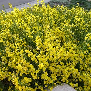 Spanish Broom Spartium junceum - Packet of 20 Seeds