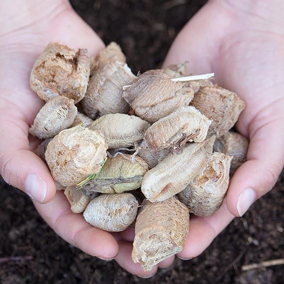 Praying Mantis Egg Case with Hatching Habitat Cup - 3 Praying Mantids Egg Cases