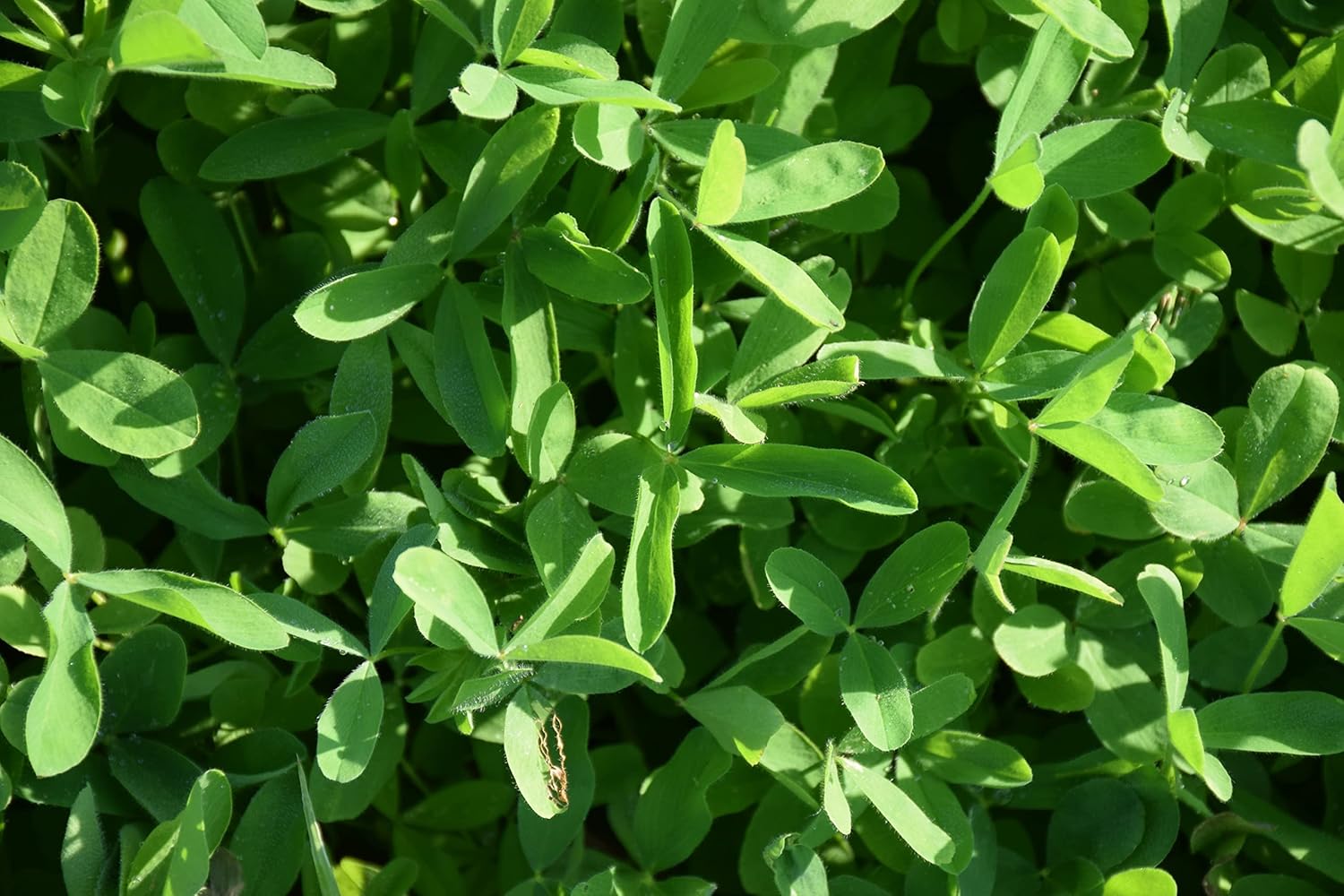 Hale Habitat & Seed Cabbage, Radish, & Clovers Food Plot Mix, 1/2 Acre, Highly Attractive Fall Food Plot