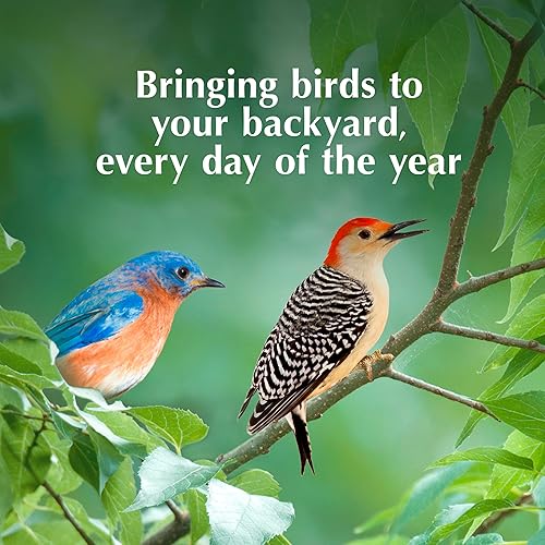 Miniatura 8 de C&S Wild Bird Bluebird Seet Nuggets Mega Box, 8 libras