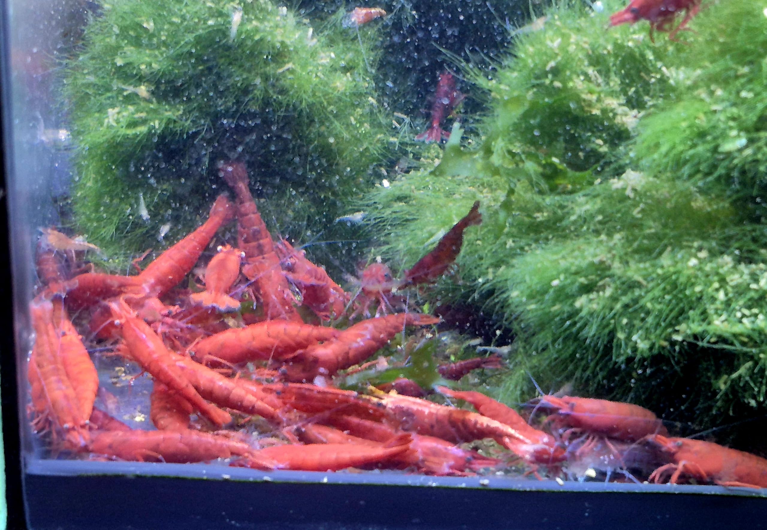 10x Bunte Garnelen Mischung – Farbenfroher Mix für Ihr Aquarium als Jungtiere ca 1cm oder Adulte Tiere ca 2cm lebende Neocaridina Aquarium Rot Blau Gelb Orange usw (Erwachsen Ca 2cm)