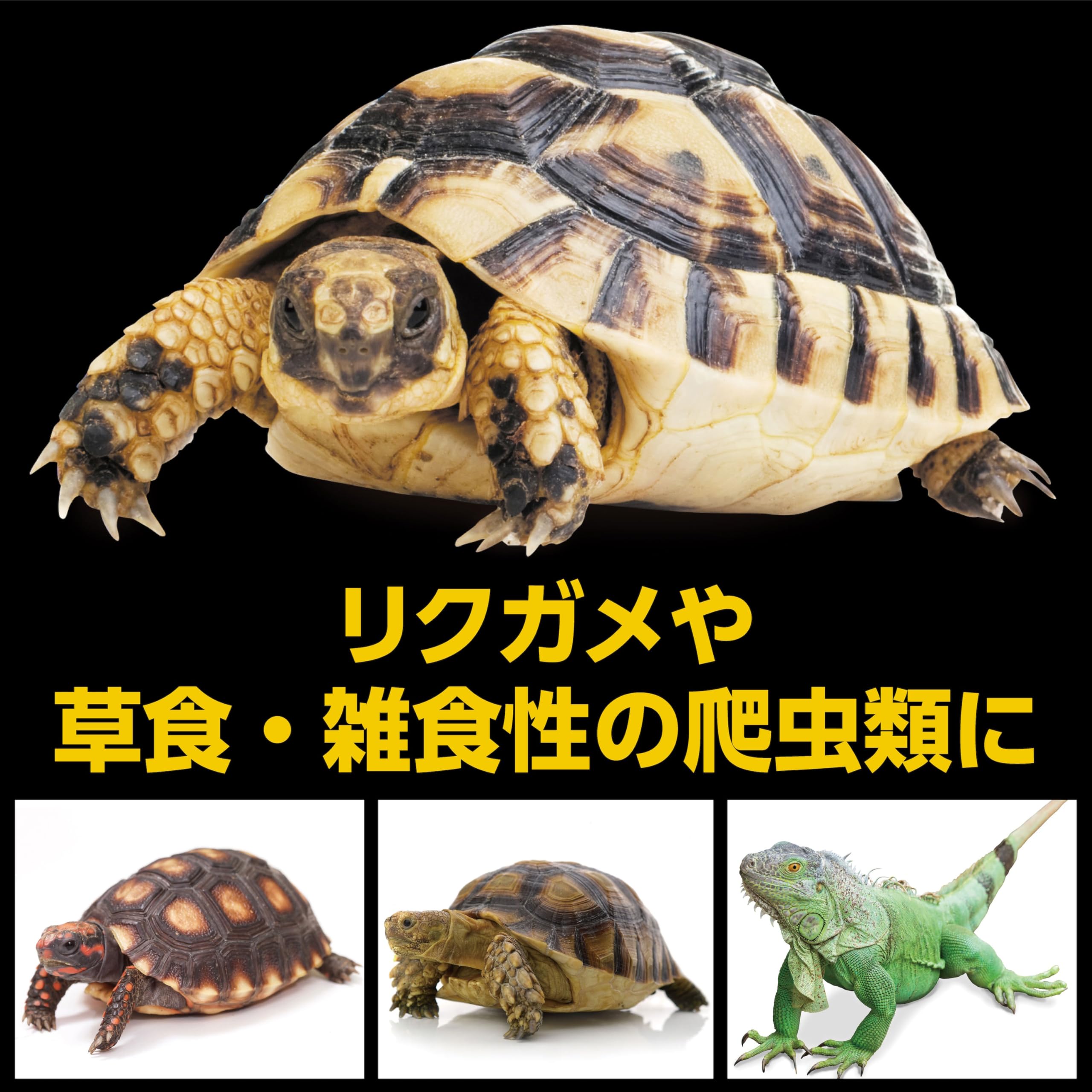 Amazon | EXO TERRA (エキゾテラ) リクガメの栄養バランスフード180g