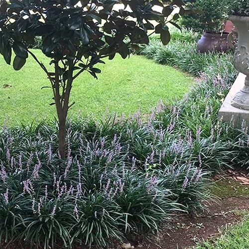 Miniatura 6 de CHUXAY GARDEN 10 semillas de Liriope Muscari césped de lirio azul hierba de mono platyphylla Ophiopogon Graminifolius Seed New Lawn Landscaping