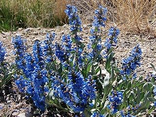 Penstemon nitidus Douglas ex Benth. – waxleaf penstemon, 100mg Seeds for Planting, Open Pollinated, Heirloom, Non-GMO, Fig...