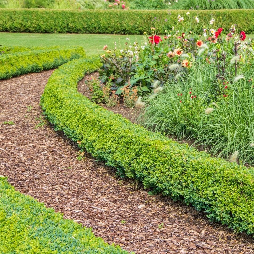 Corteza de Pino Marítimo para Senderos, Natural, 30-40 mm, 1560 L