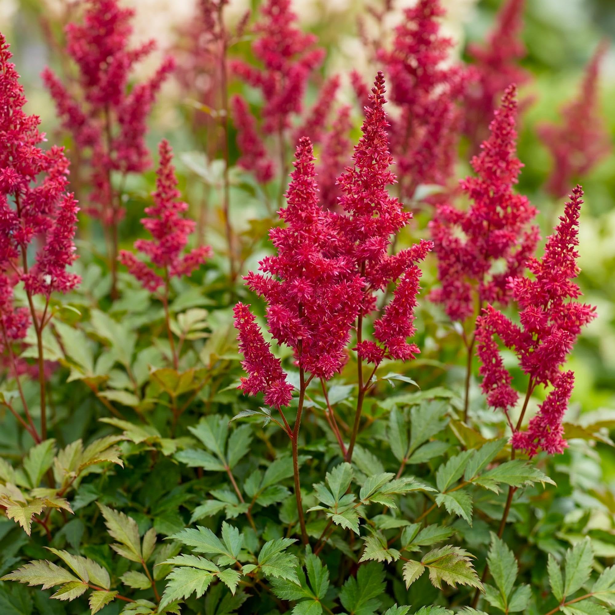 Piante Perenni Astilbe Fanal da Ombra, Rosso, Set da 12, Vaso 11cm