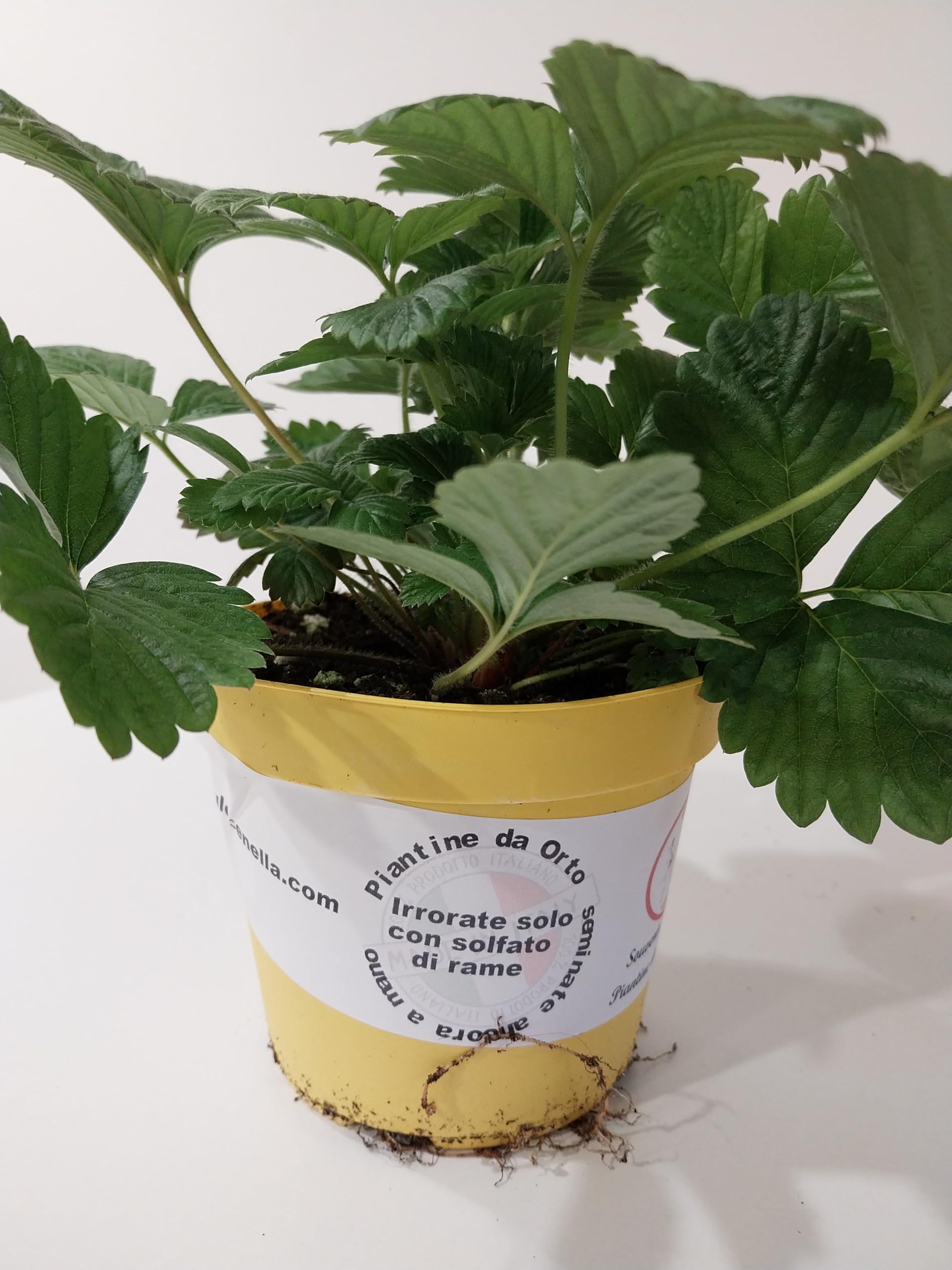 piantine di fragole (fragoline di bosco 10 piante)
