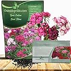 Outsidepride Sweet William Dianthus Seeds - 5000 Pcs. Perennial, Winter Hardy Wildflower Seeds w/Fragrant & Vibrant Blooms, Ideal for Pollinator Gardens, Cut Flowers & Colorful Landscaping