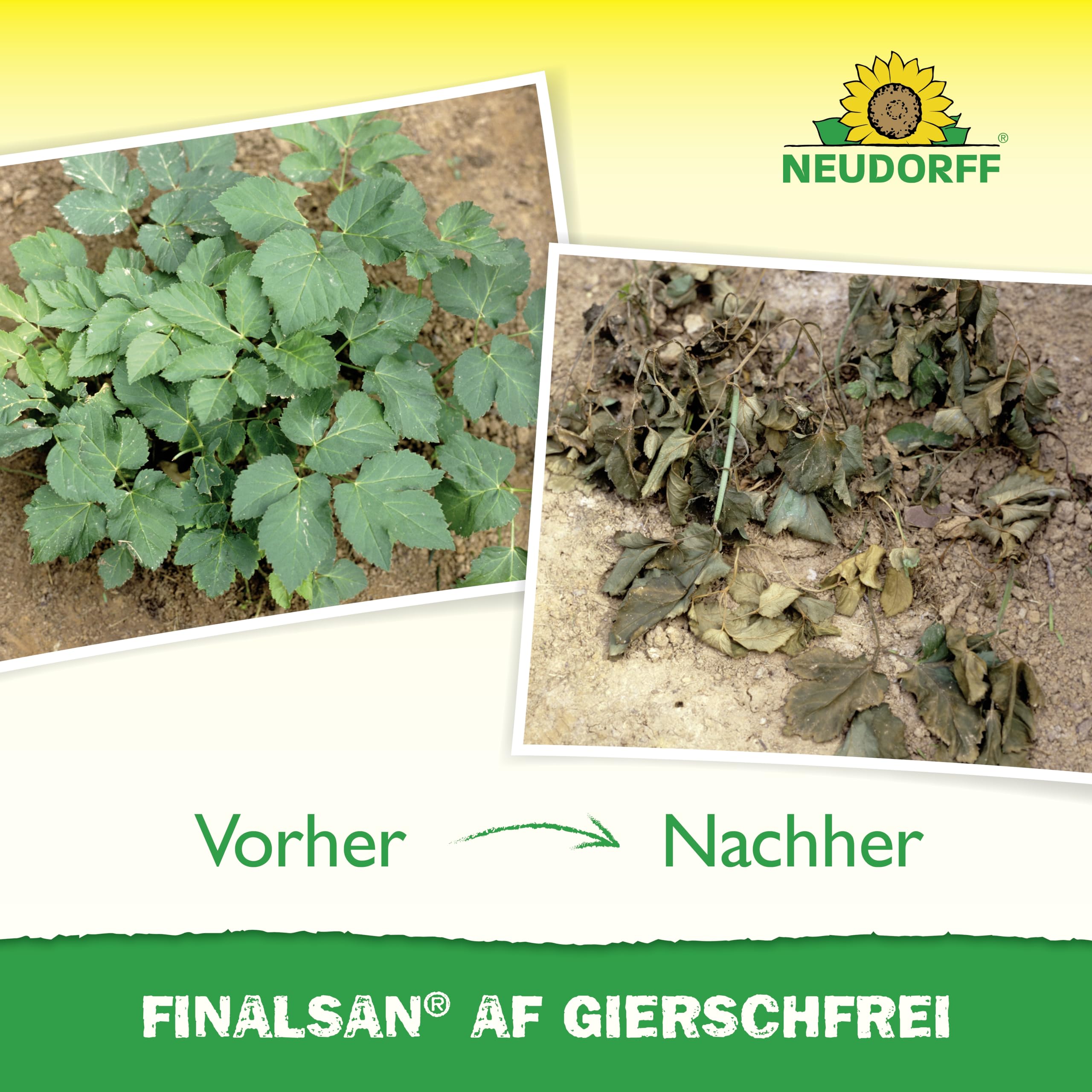 Neudorff Finalsan AF GierschFrei – Schnell wirkender Unkrautvernichter gegen Giersch und Ackerschachtelhalm für 100 m². Wirkt bis in die Wurzel, 3 Liter
