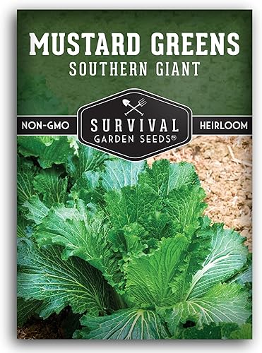Miniatura 10 de Survival Garden Seeds - Semillas de mostaza gigante del sur para plantar - 3 paquetes con instrucciones para cultivar hojas picantes de Brassica