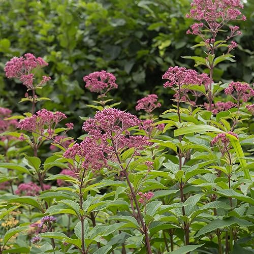 Outsidepride Eupatorium Joe Pyeweed Hierba, flor silvestre, planta de mariposa ornamental, 5000 semillas