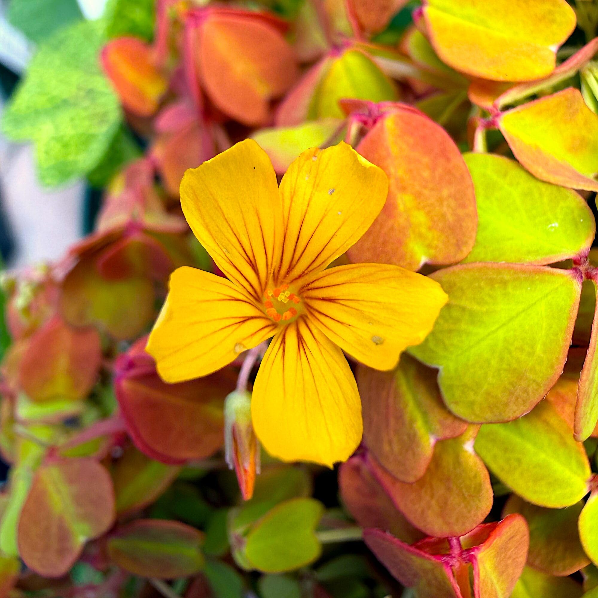 Amazon.com : Oxalis spiralis 'Aurea', Amber Plum Crazy, Golden
