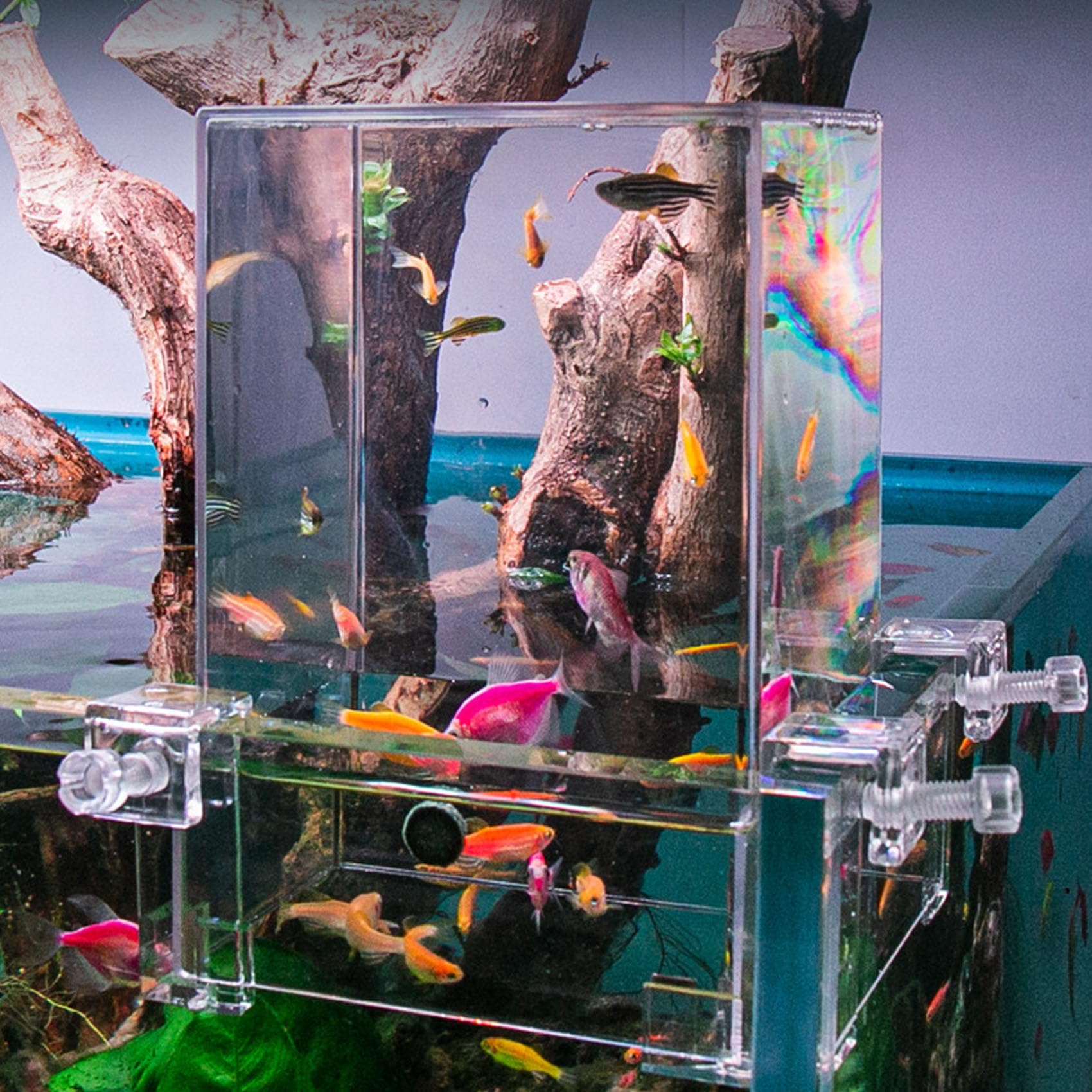 Amazon | 負圧逆さ水槽 キューブ真空水族館タンク 真空吊り下げ水槽
