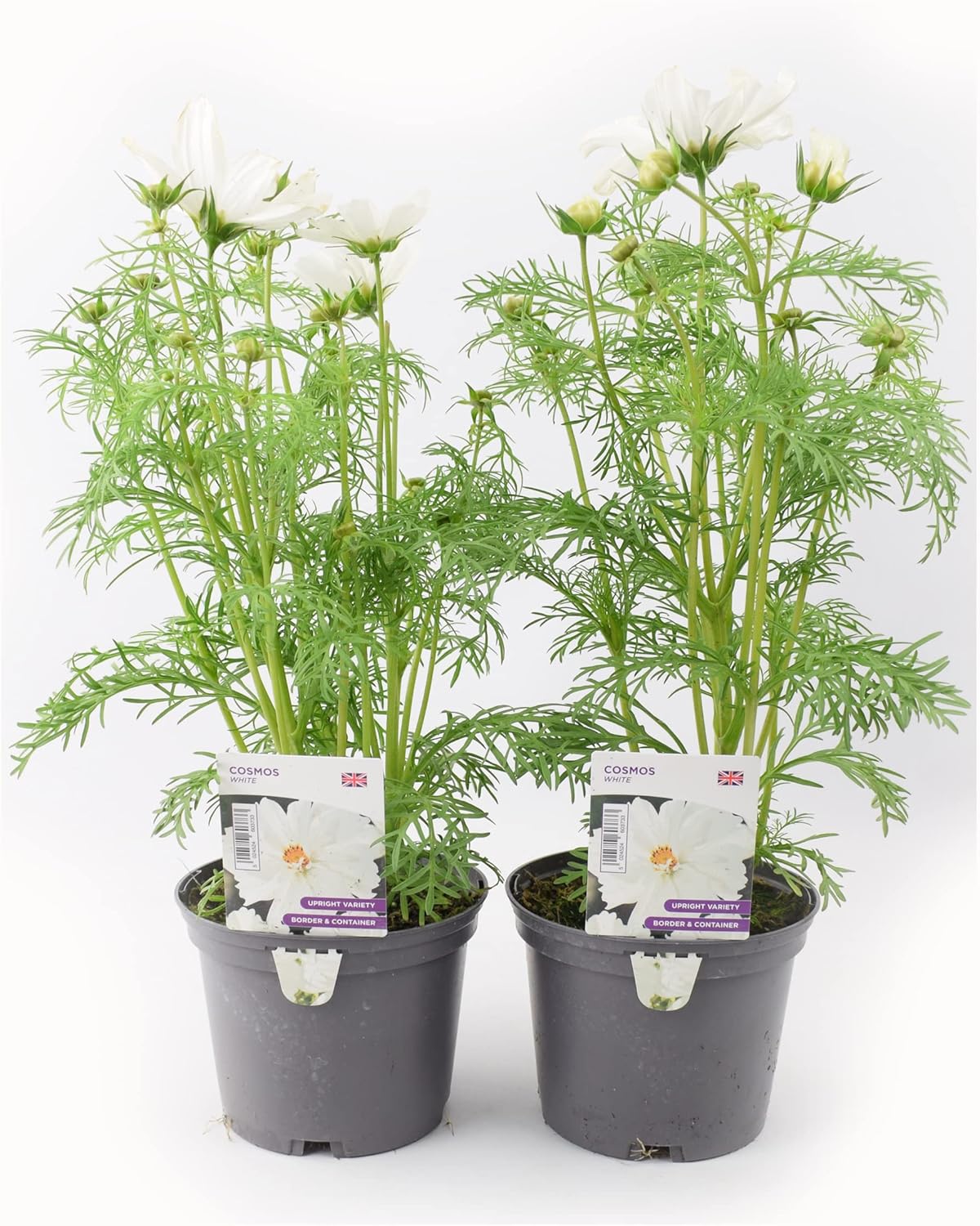 Garden Ready Cosmos White Flowers 2 Plants Delivered in 2 x 1 Litre