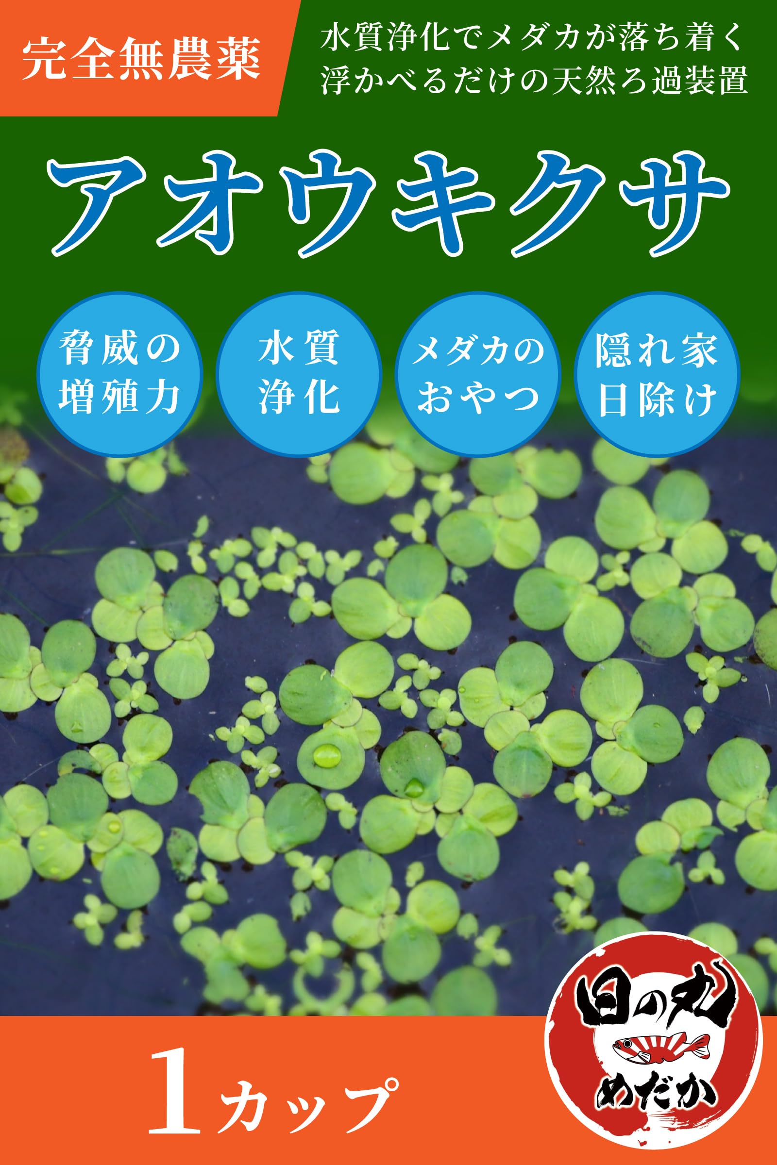 Amazon.co.jp: 水草 メダカ アオウキクサ 【日の丸めだか】無農薬 (1