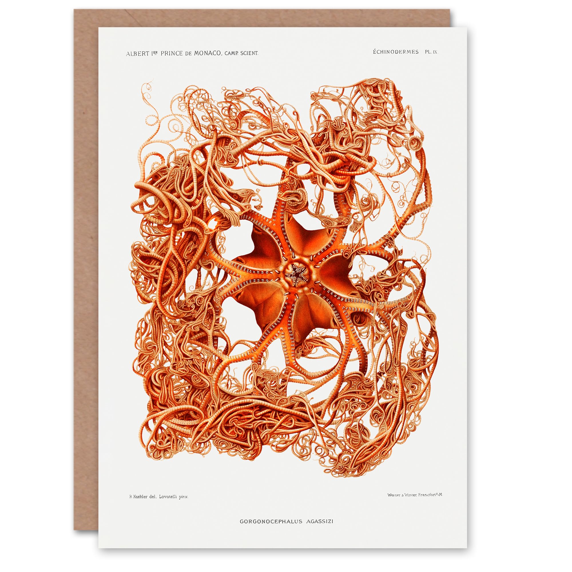 Artery8 Vintage Marine Life Art Card Deep Sea Basket Star Starfish