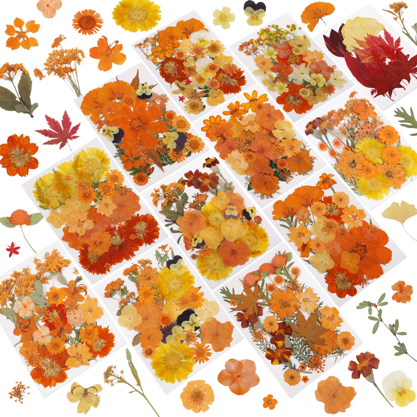 350 Pcs Orange Fall Dried Flowers