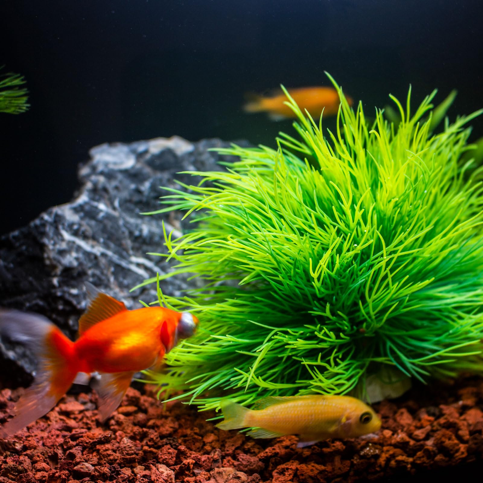 TAOMYPETS Fish Tank Decorations Aquarium Plants Plastic Artificial Décor (Light Green), 4 cm x 3 cm x 3 cm - Image 4