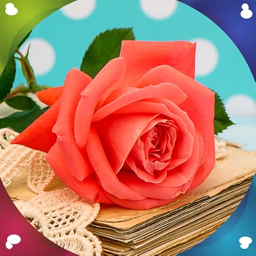 Fondo de Pantalla de Rose Flower Live